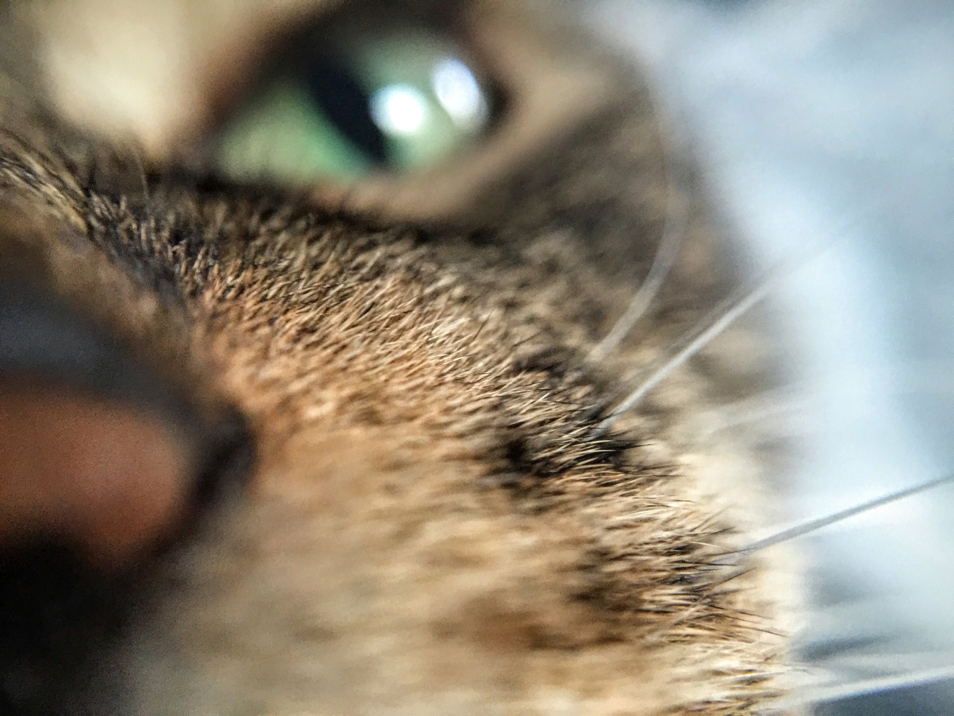 A close-up of Kiki. Shot with the Olloclip's 10x macro lens. 