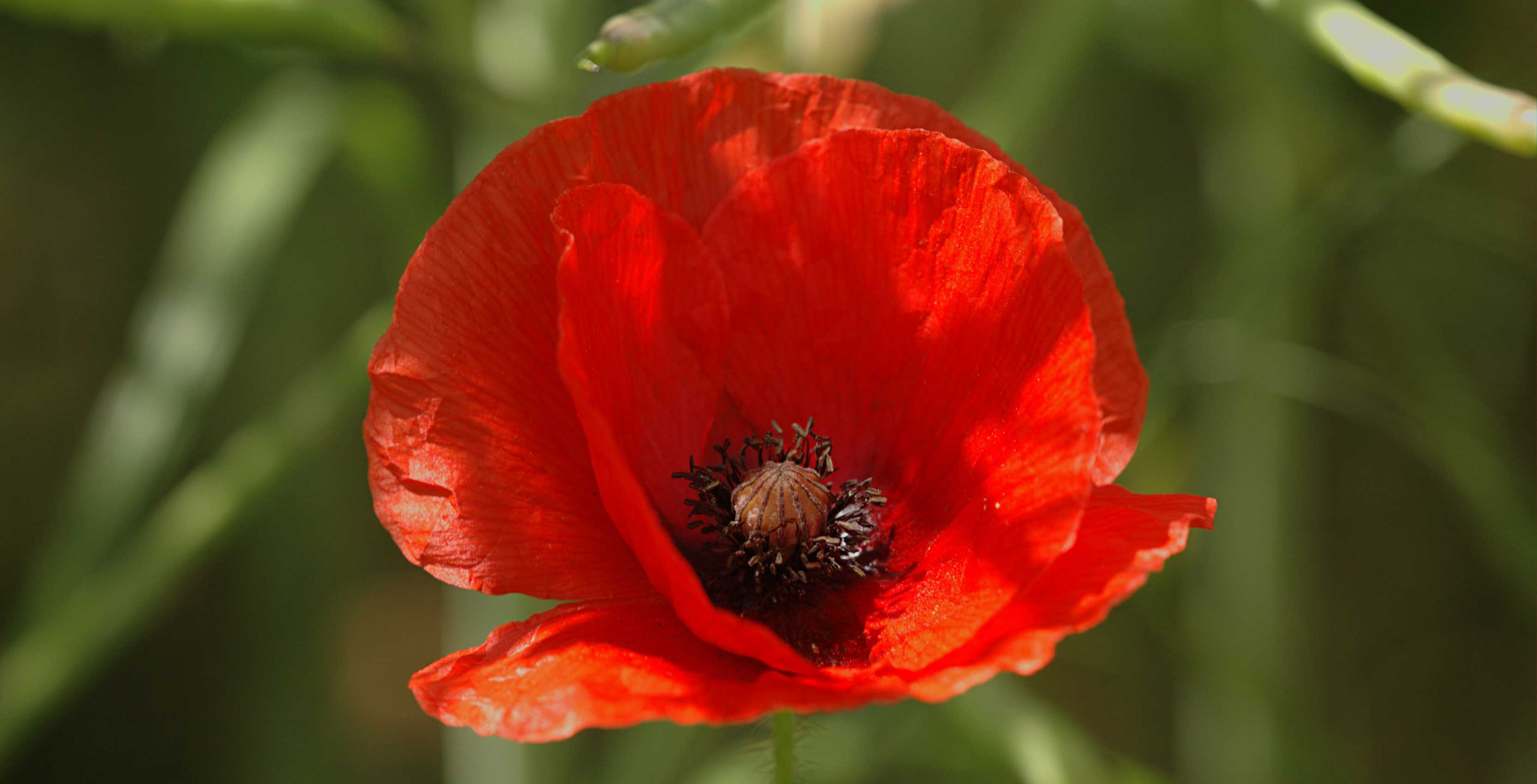 Veterans day canada poppy