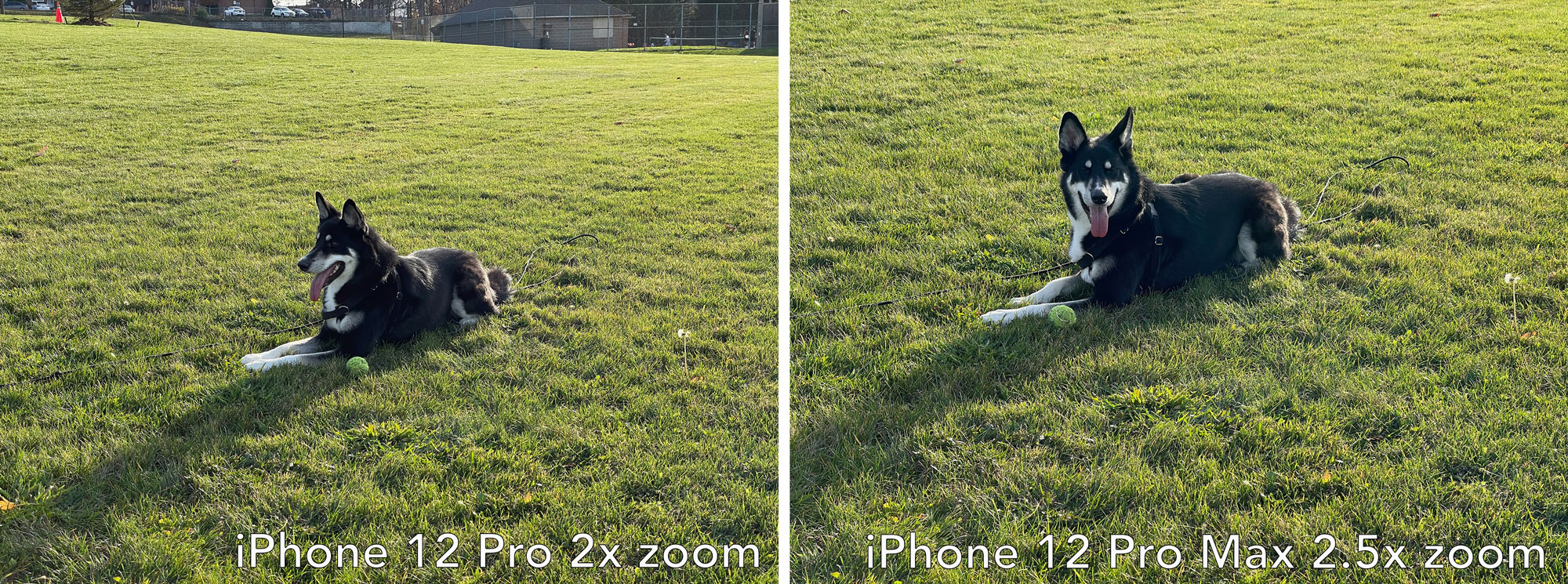iPhone 12 Pro 2x zoom vs iPhone 12 Pro Max 2.5xzoom